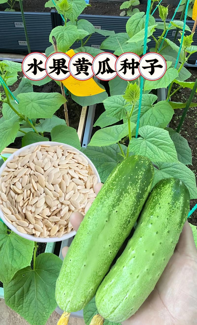 种子化肥：现代农业的守护神